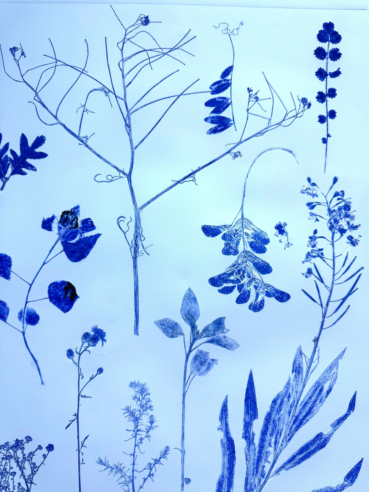 Herbarium Sheet: Field Sample Cluster, Original Monoprint, 18x24 inches lintonart