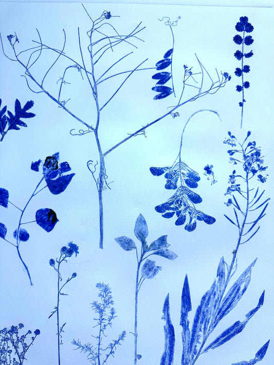 Herbarium Sheet: Field Sample Cluster, Original Monoprint, 18x24 inches lintonart