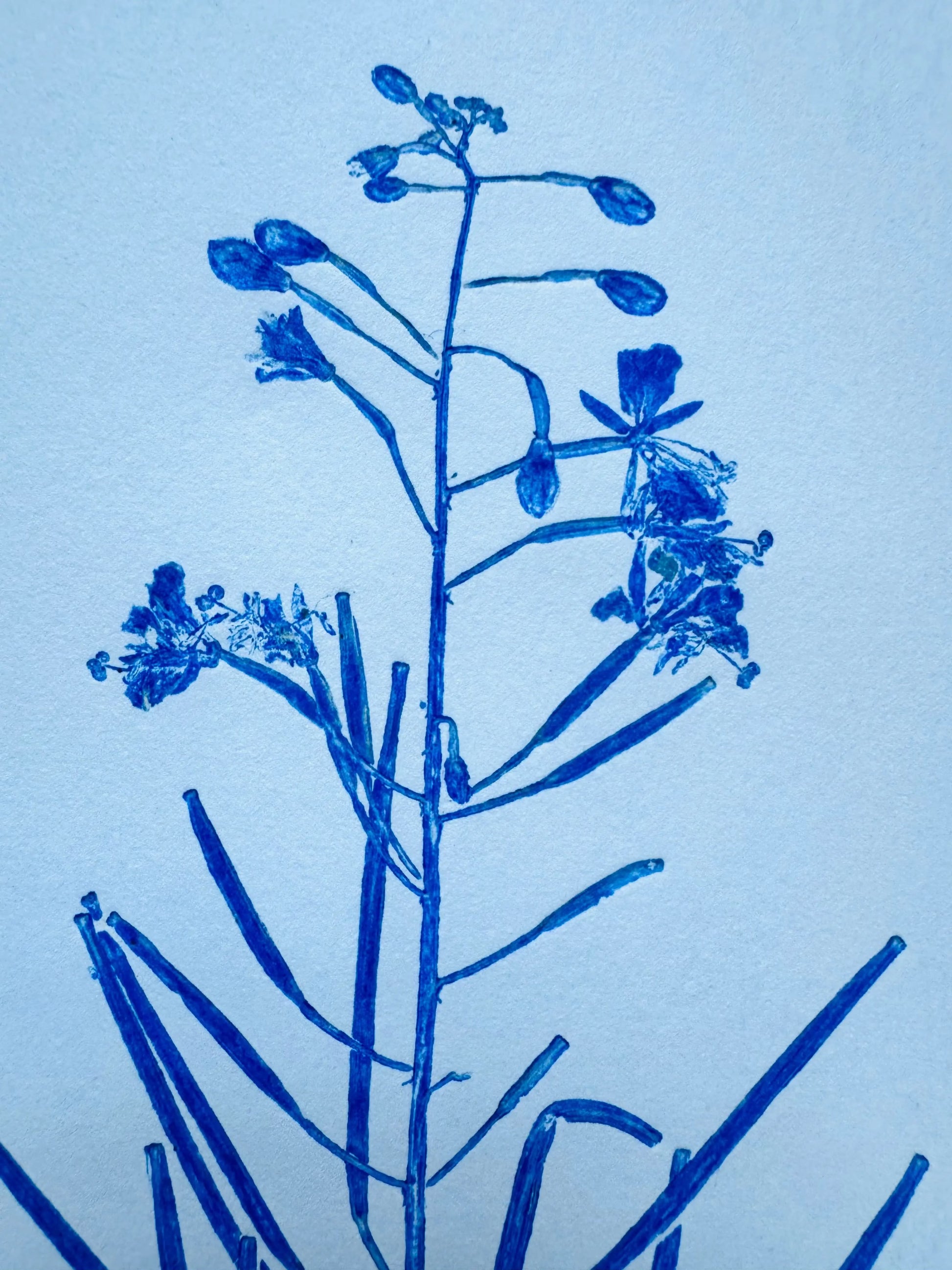 Herbarium Sheet: Field Sample Cluster, Original Monoprint, 18x24 inches lintonart