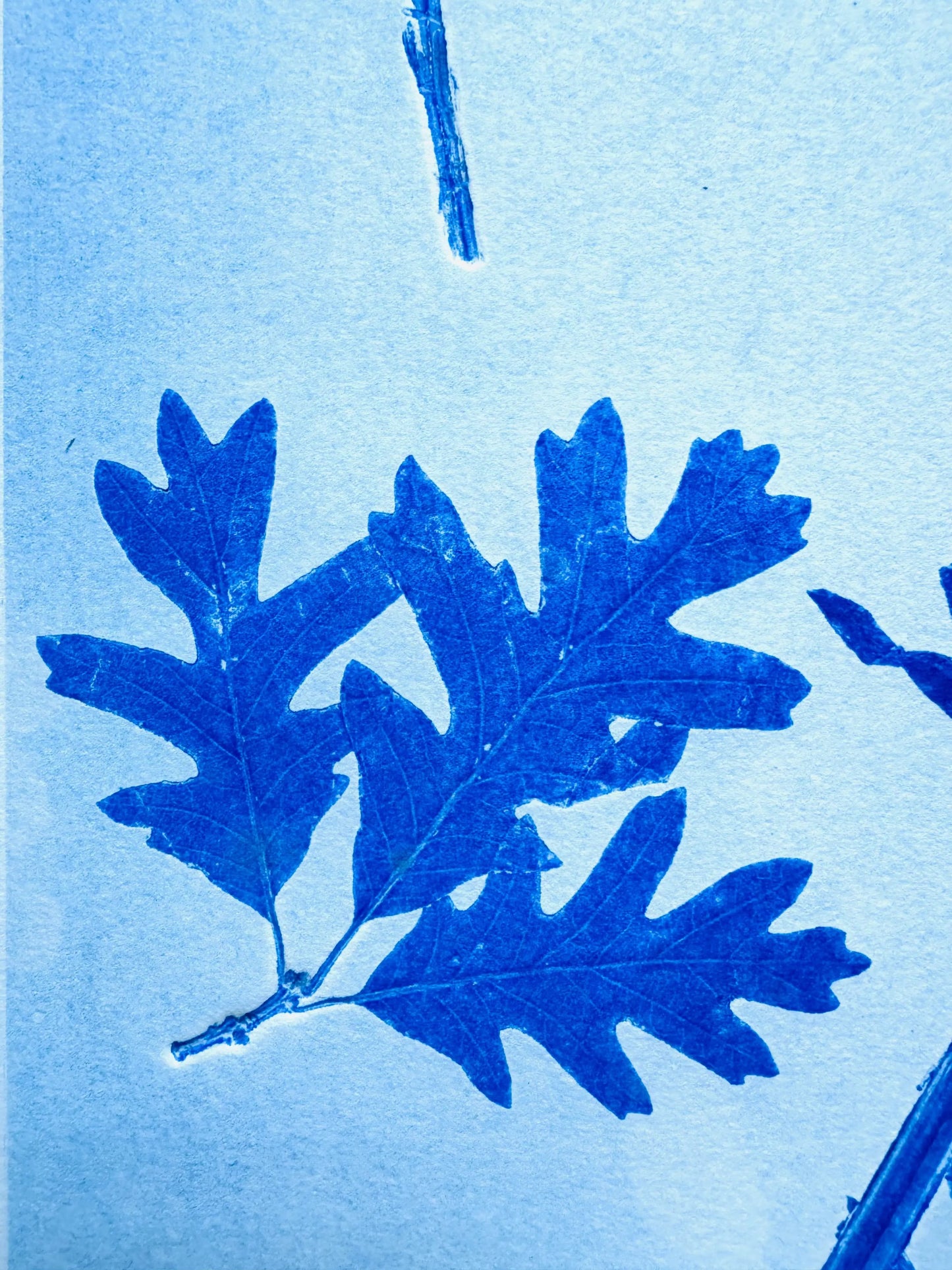 Herbarium Sheet: Field Sample Cluster, Original Monoprint, 18x24 inches lintonart