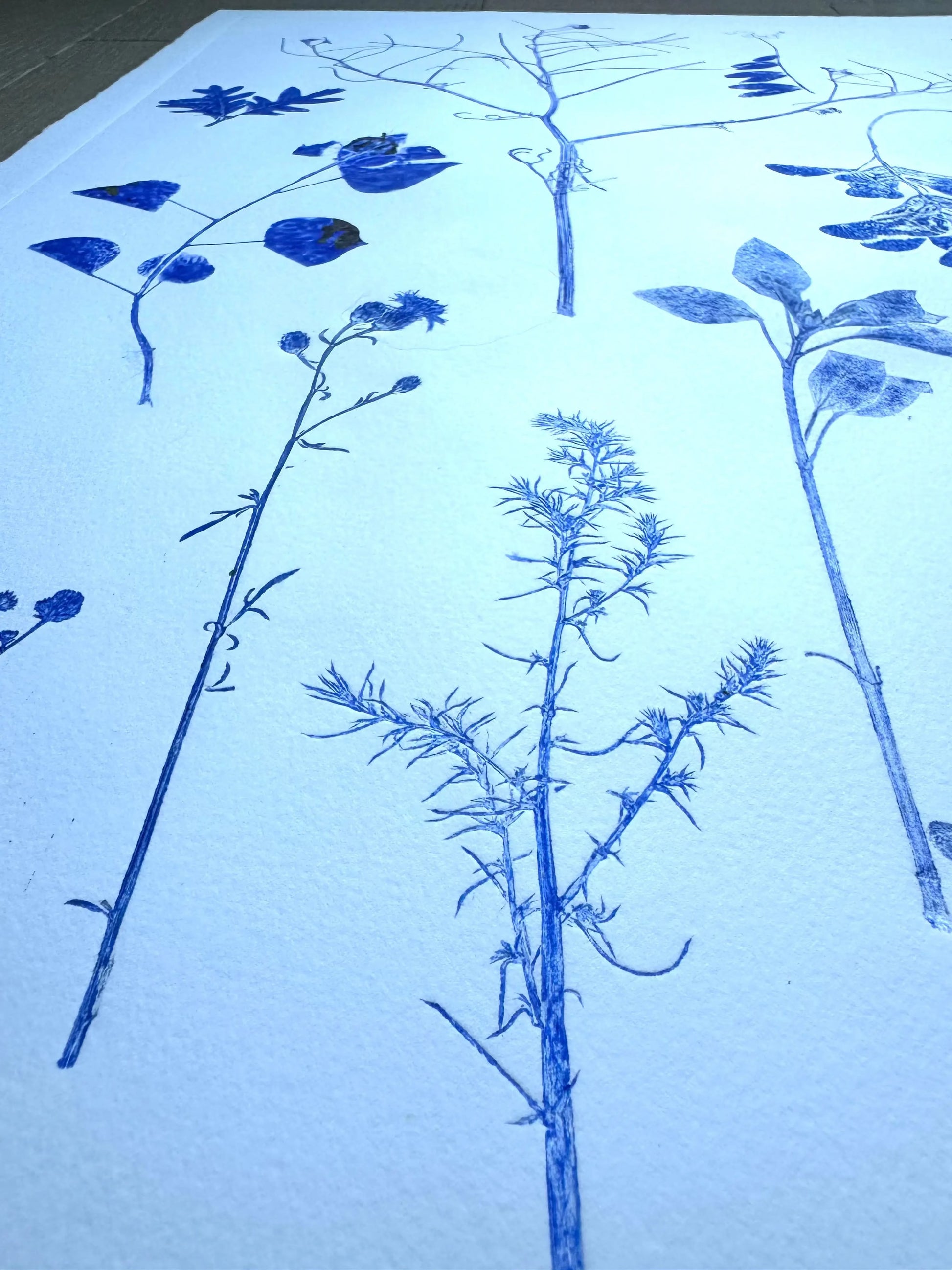 Herbarium Sheet: Field Sample Cluster, Original Monoprint, 18x24 inches lintonart