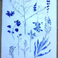 Herbarium Sheet: Field Sample Cluster, Original Monoprint, 18x24 inches lintonart