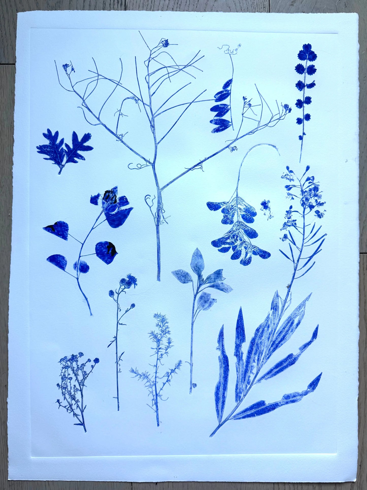 Herbarium Sheet: Field Sample Cluster, Original Monoprint, 18x24 inches lintonart