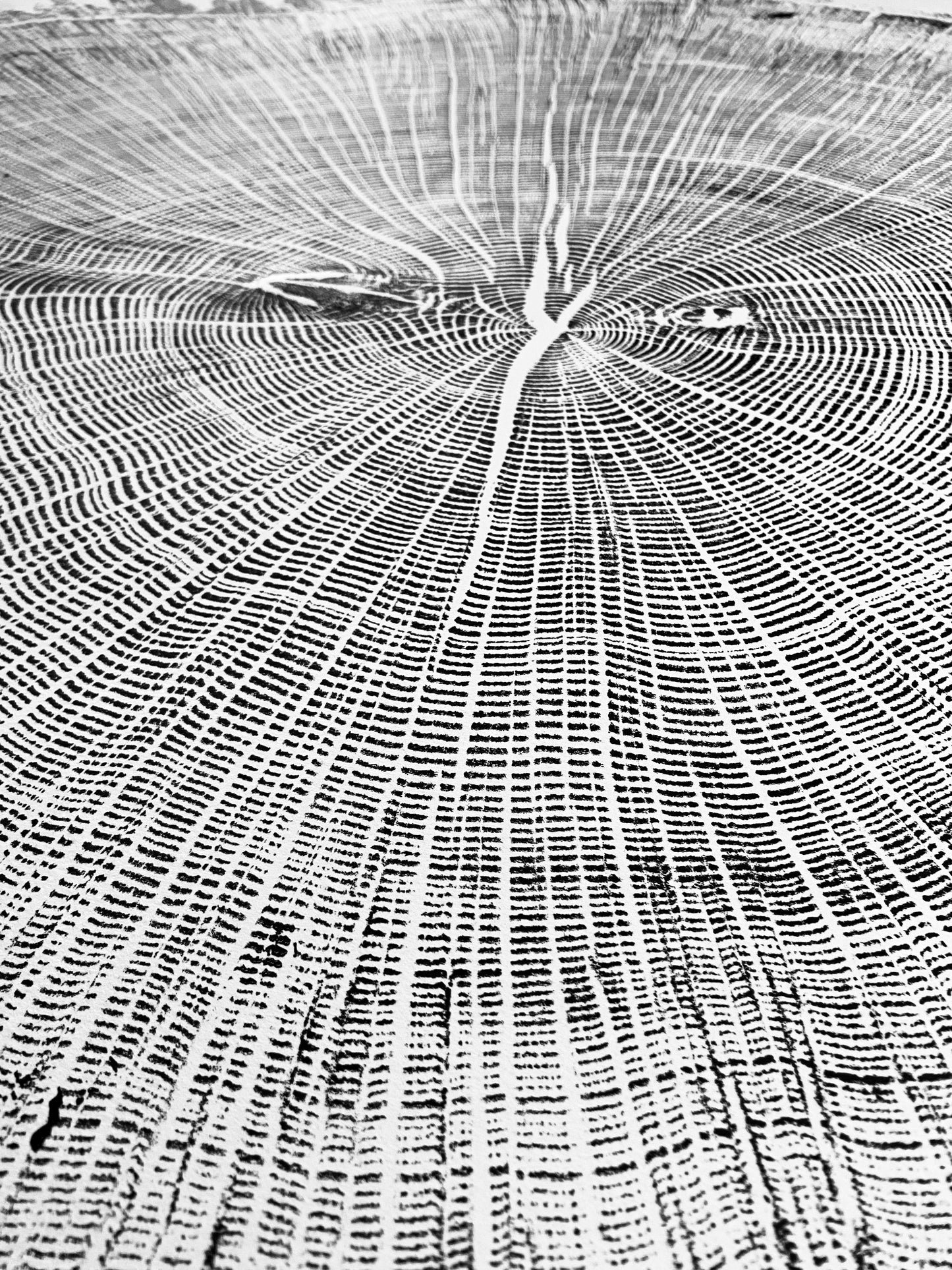 Giant Oak from Illinois, Tree ring art, oak tree art, hand pressed woodblock print, Illinois Tree, 42x46 inches