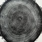 New Hampshire Ash, Sanbornton, Ash tree Art, Tree ring print, dendrology, nature inspired, Linton Art, Woodblock Print