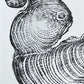 Irish Cypress, Tree Ring Art, 5x7 inches, Woodcut, woodblock print lintonart