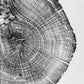 Michigan Oak Tree, Tree Ring Art, 8x10 inches, Woodcut, woodblock print lintonart