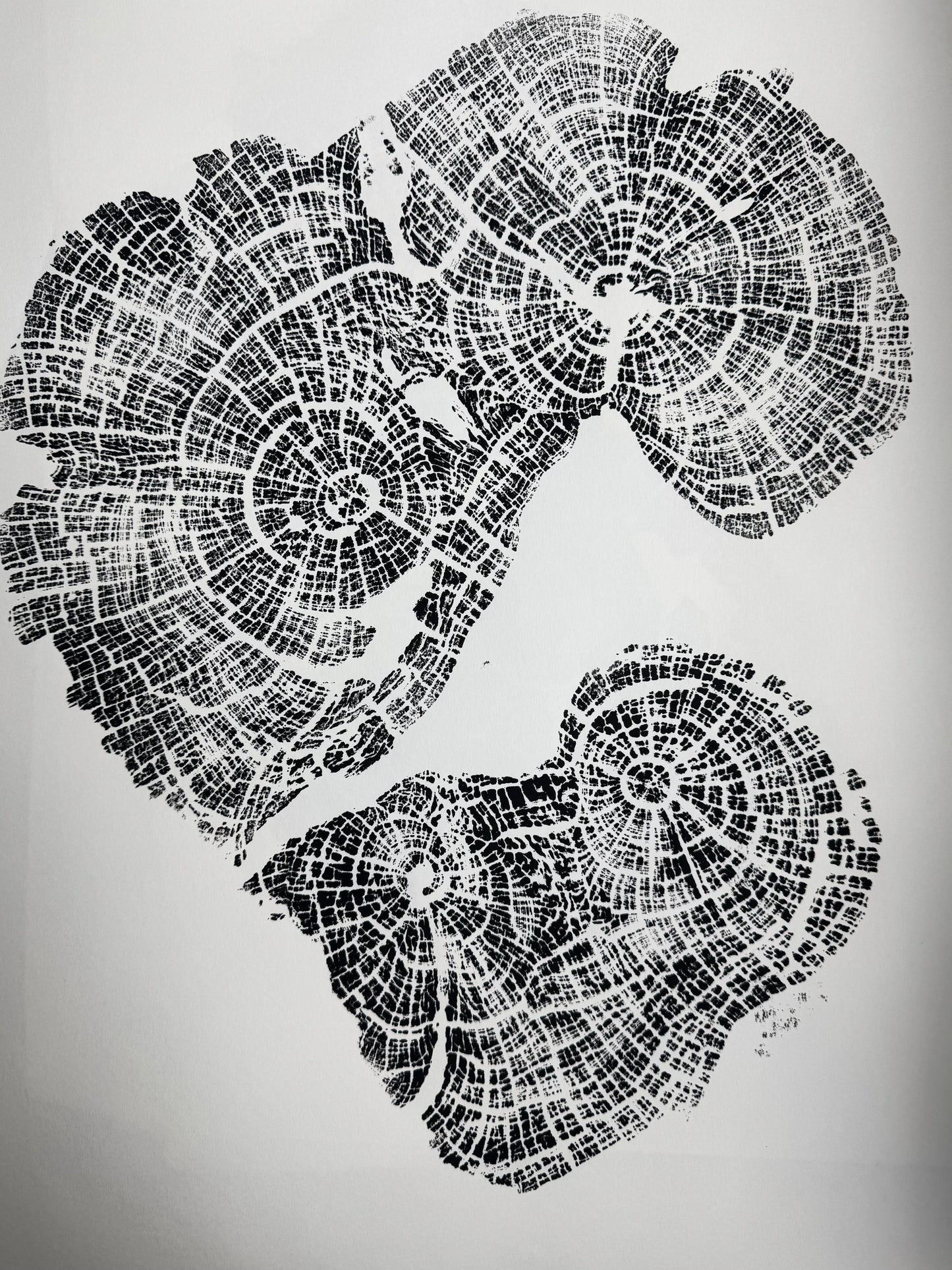 Old Growth Juniper Tree Ring Print – Boulder, Utah (Grand Staircase) – 24x36 Original Signed lintonart