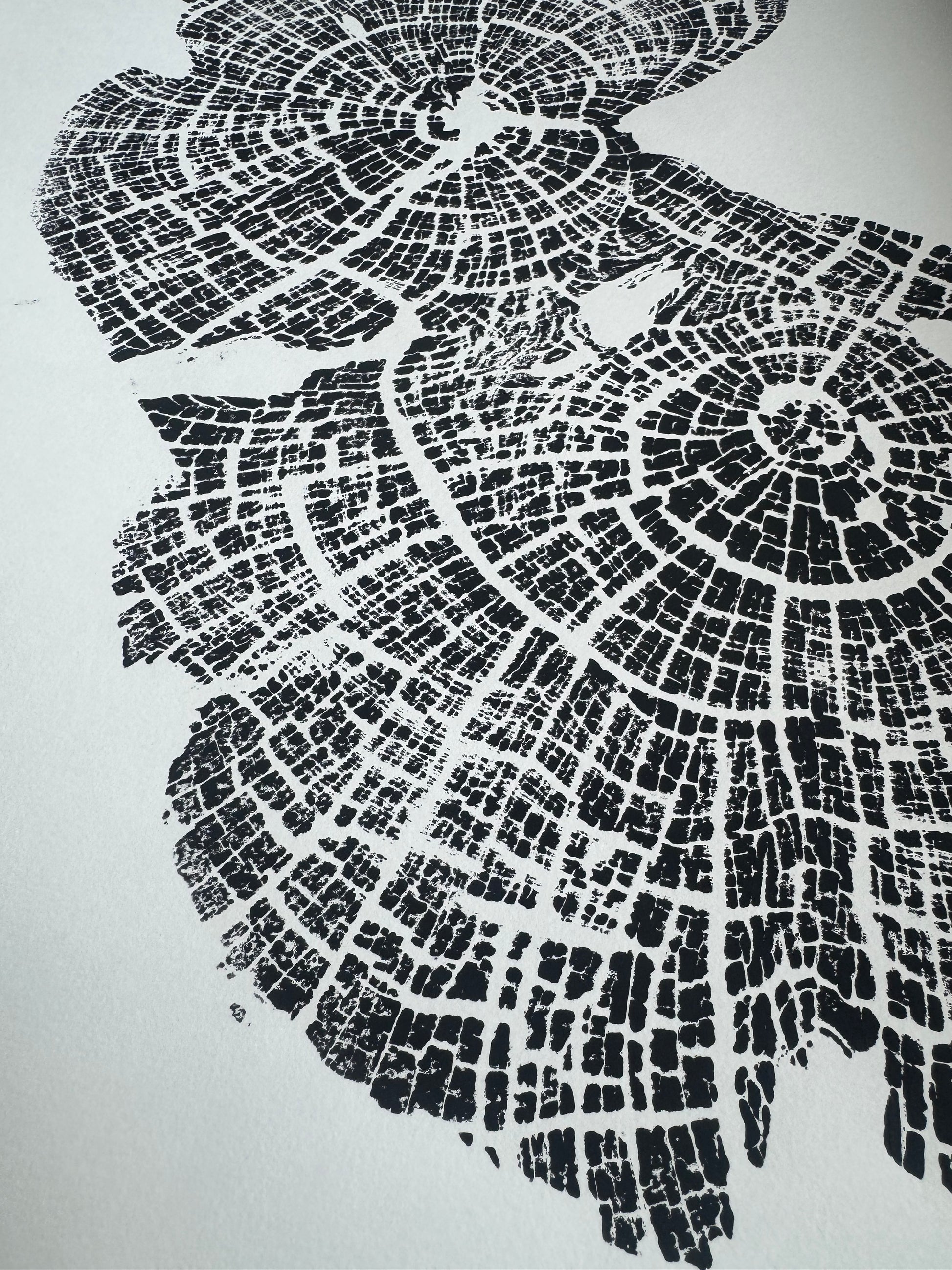 Old Growth Juniper Tree Ring Print – Boulder, Utah (Grand Staircase) – 24x36 Original Signed lintonart