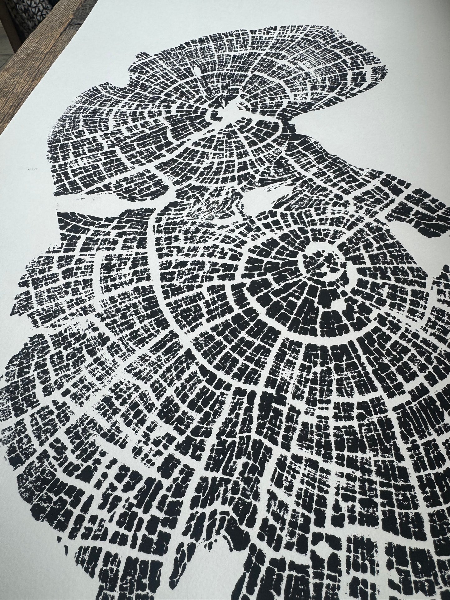 Old Growth Juniper Tree Ring Print – Boulder, Utah (Grand Staircase) – 24x36 Original Signed lintonart