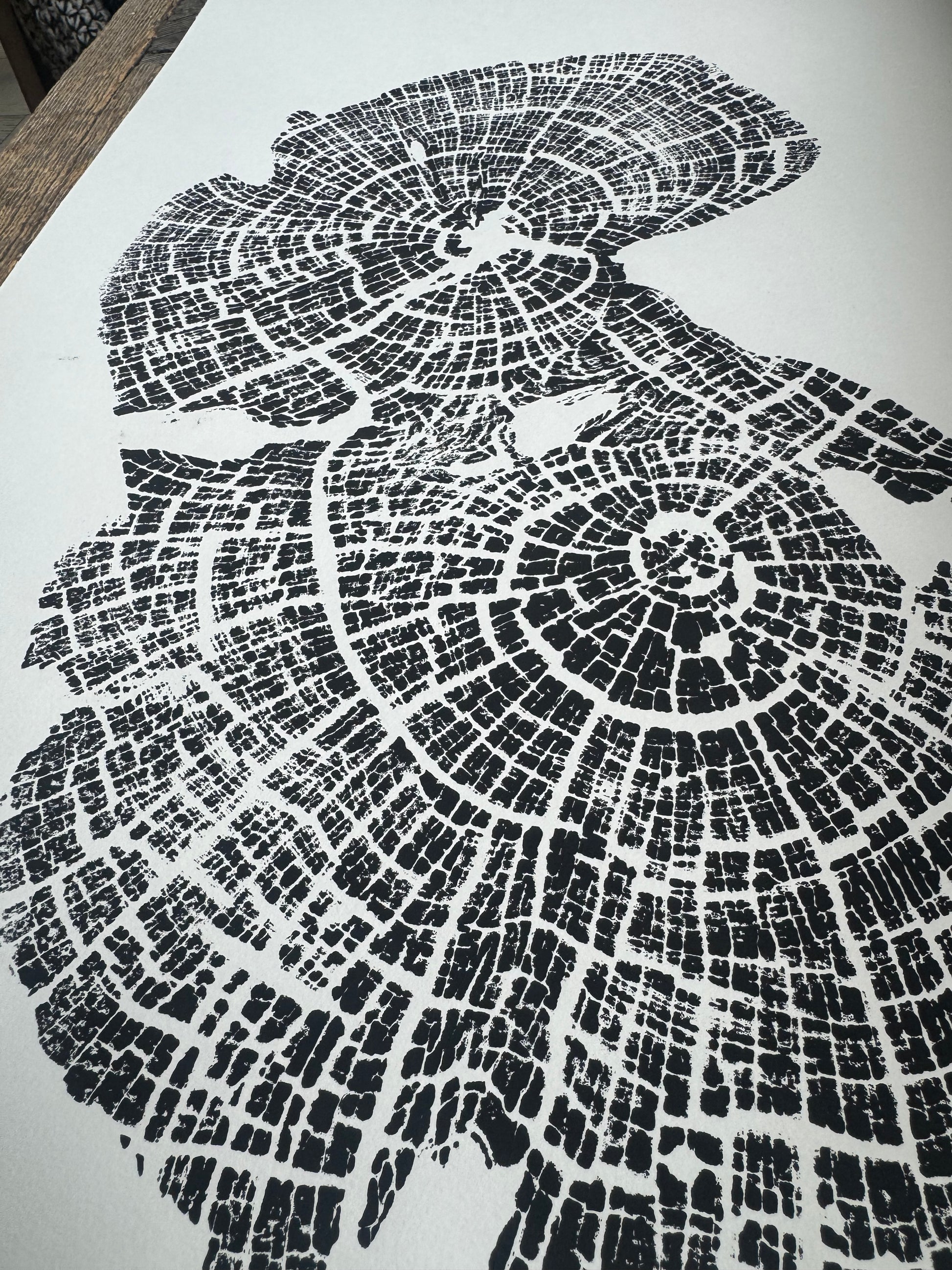 Old Growth Juniper Tree Ring Print – Boulder, Utah (Grand Staircase) – 24x36 Original Signed lintonart