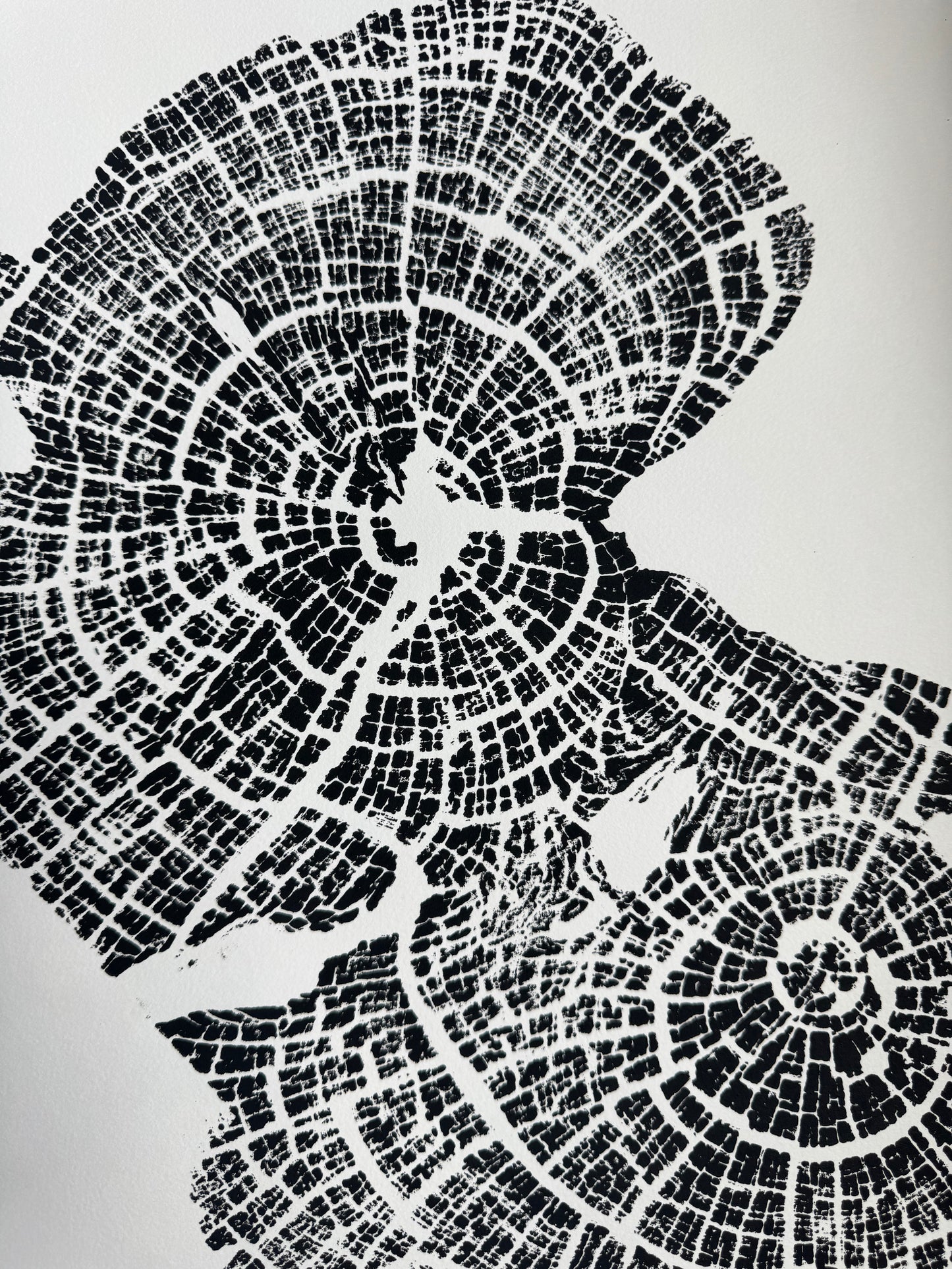 Old Growth Juniper Tree Ring Print – Boulder, Utah (Grand Staircase) – 24x36 Original Signed lintonart