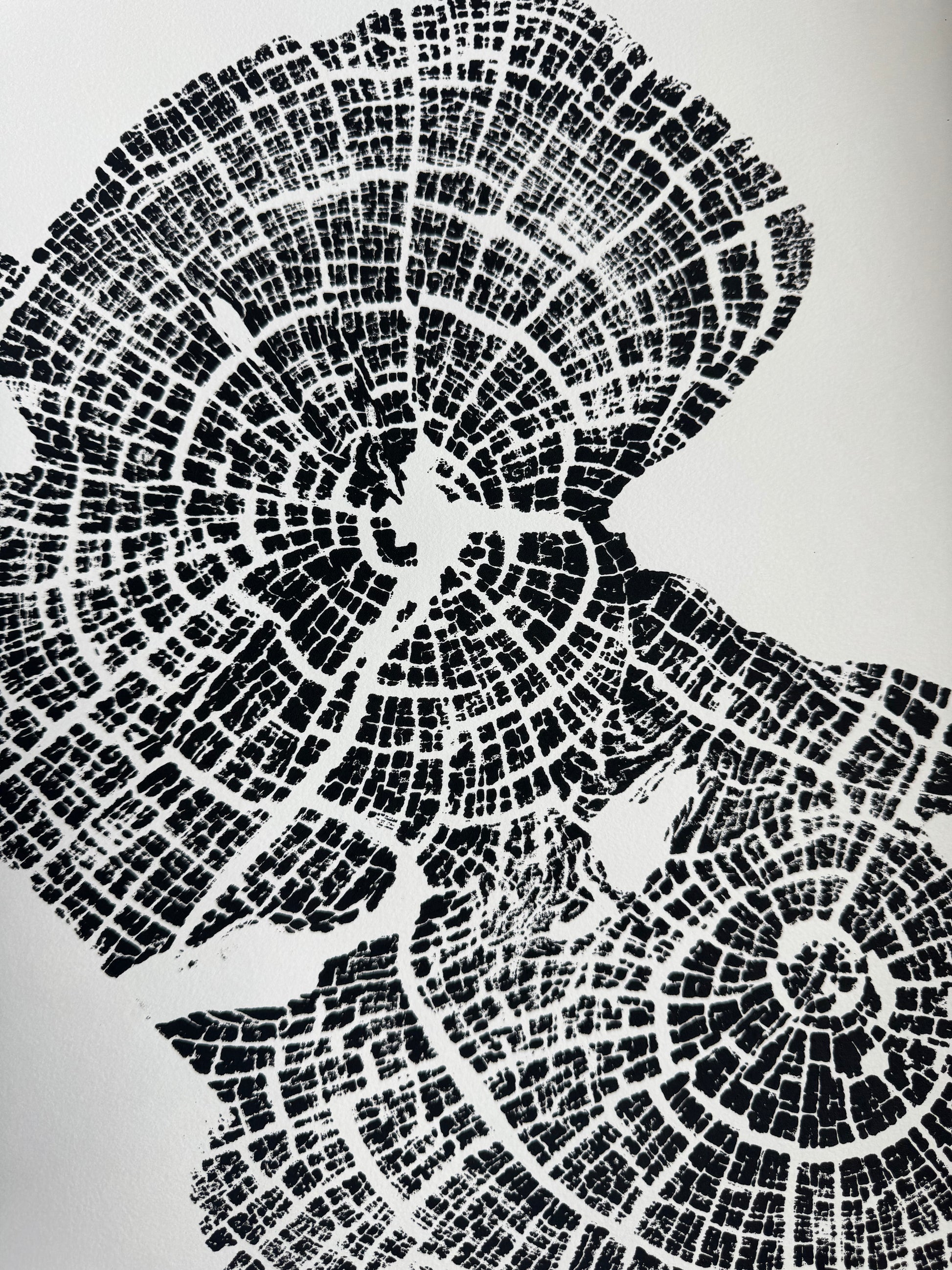 Old Growth Juniper Tree Ring Print – Boulder, Utah (Grand Staircase) – 24x36 Original Signed lintonart