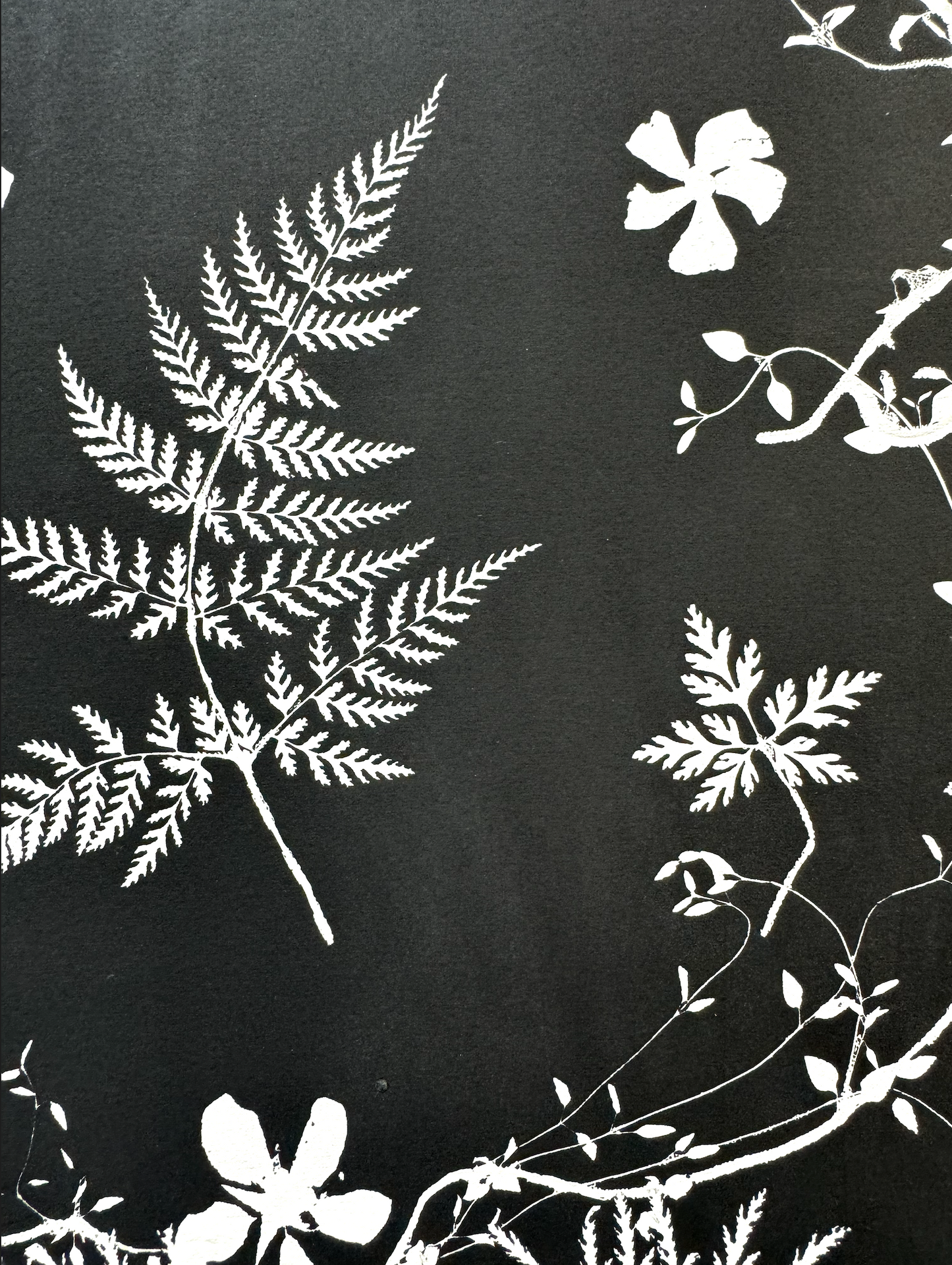 Black and White Botanical Arrangement, made from real plants. Printed on museum quality paper.