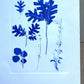 Specimen Group: Flora of Mountain Woodland, Original Monoprint, 16.5x24 inches lintonart
