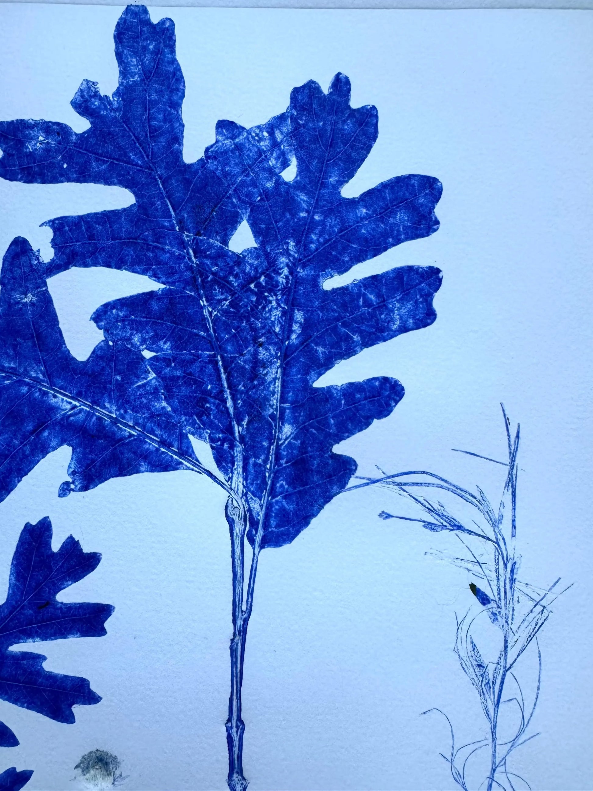 Specimen Group: Flora of Mountain Woodland, Original Monoprint, 16.5x24 inches lintonart