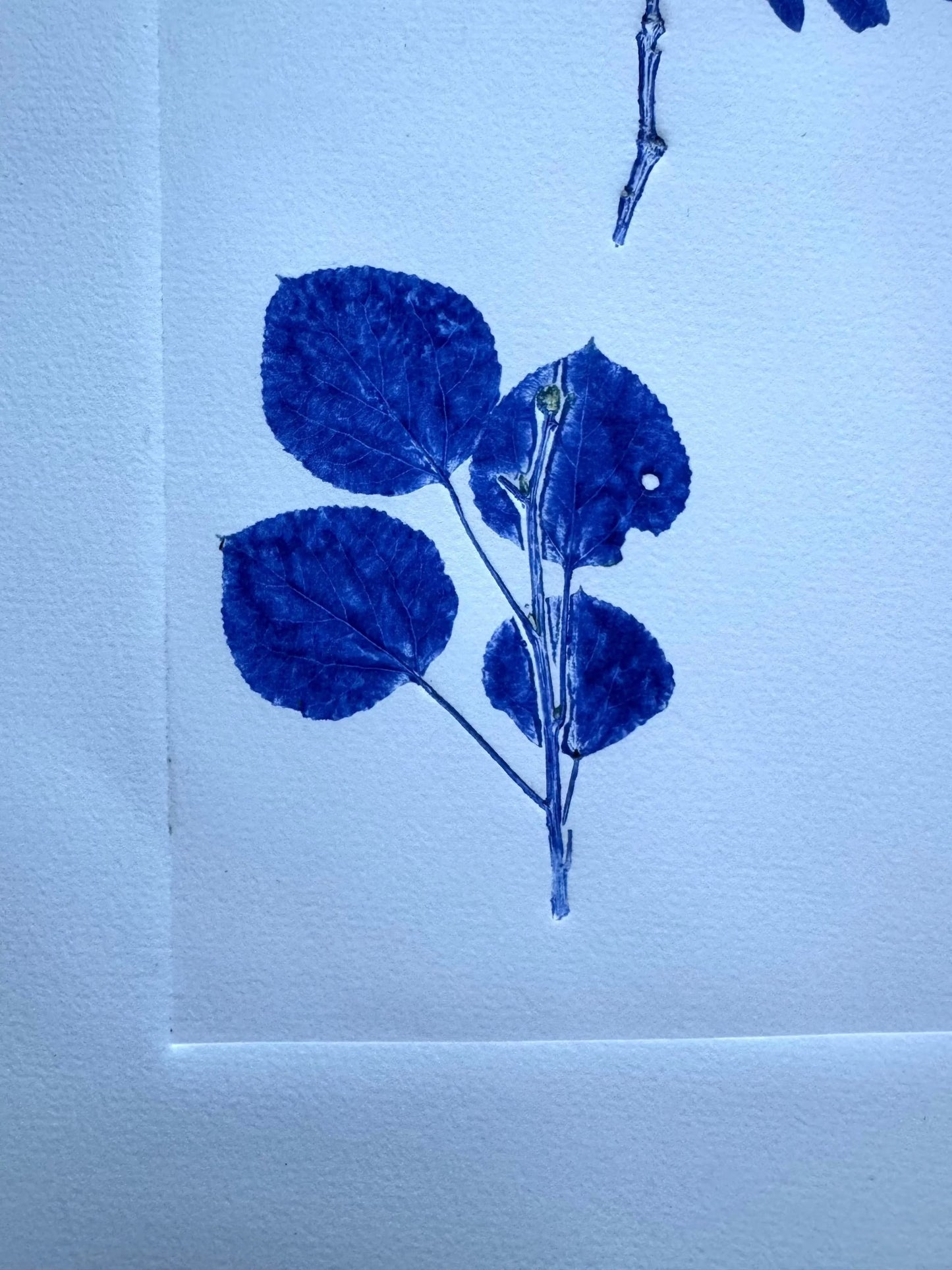 Specimen Group: Flora of Mountain Woodland, Original Monoprint, 16.5x24 inches lintonart