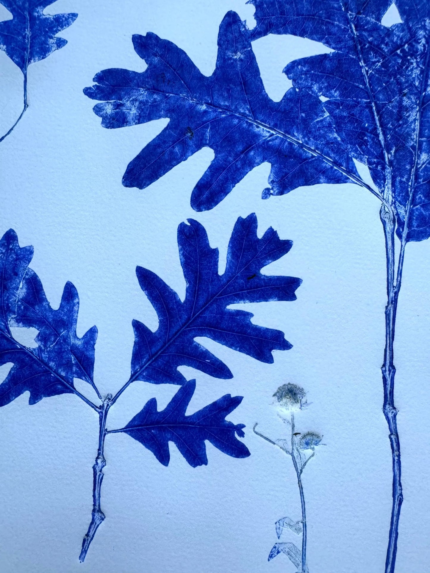 Specimen Group: Flora of Mountain Woodland, Original Monoprint, 16.5x24 inches lintonart