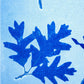 Specimen Group: Flora of Mountain Woodland, Original Monoprint, 16.5x24 inches lintonart