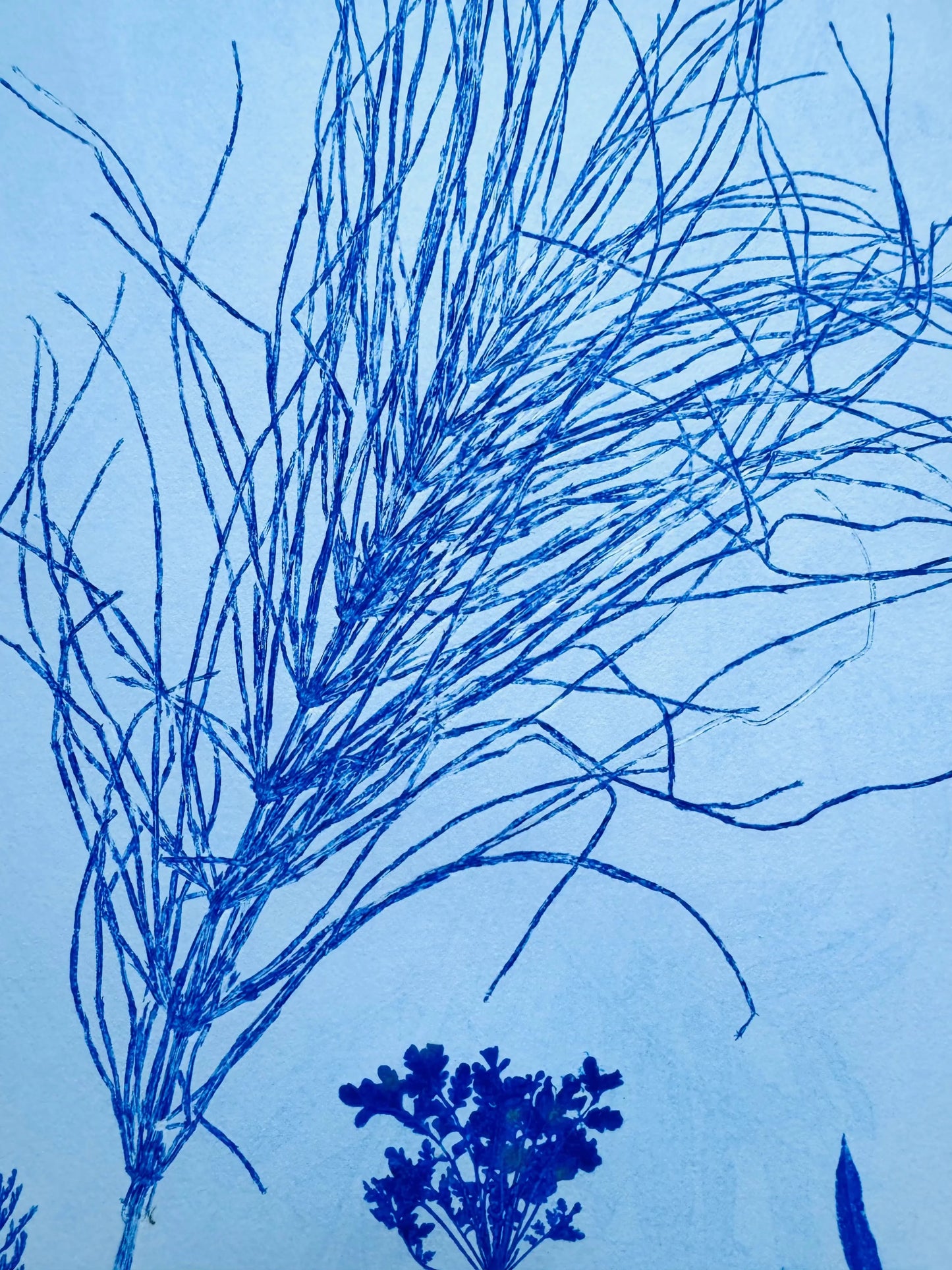 Specimen Group: Herbaceous Flora of Mountain Meadows, 18x24 inch Original Monoprint lintonart