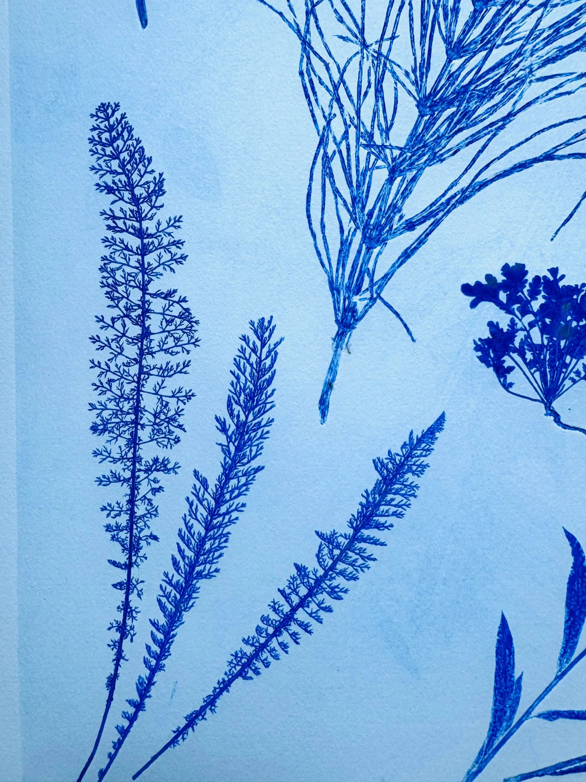 Specimen Group: Herbaceous Flora of Mountain Meadows, 18x24 inch Original Monoprint lintonart