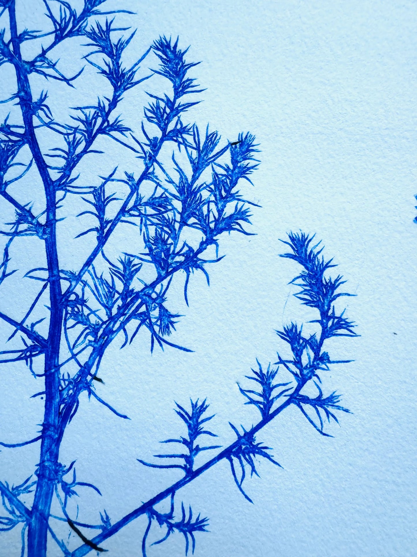 Specimen Group: Herbaceous Flora of Mountain Meadows, 18x24 inch Original Monoprint lintonart