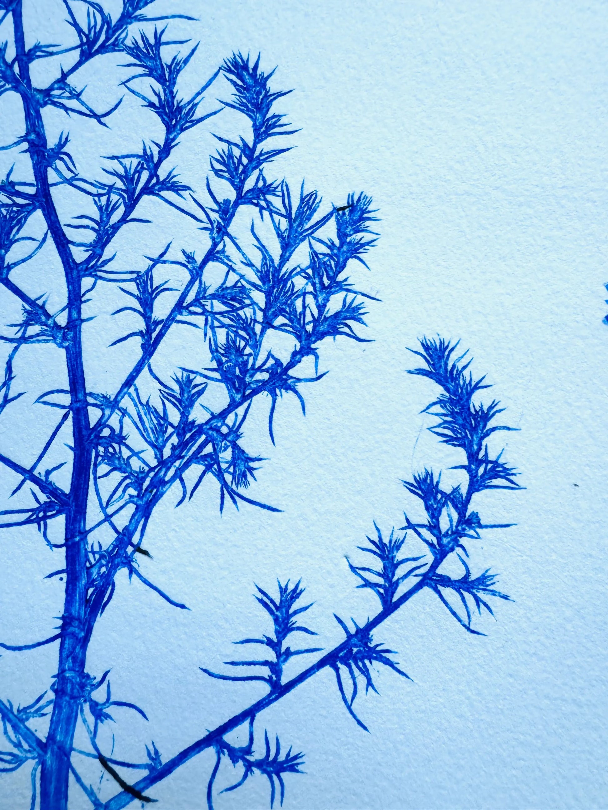 Specimen Group: Herbaceous Flora of Mountain Meadows, 18x24 inch Original Monoprint lintonart