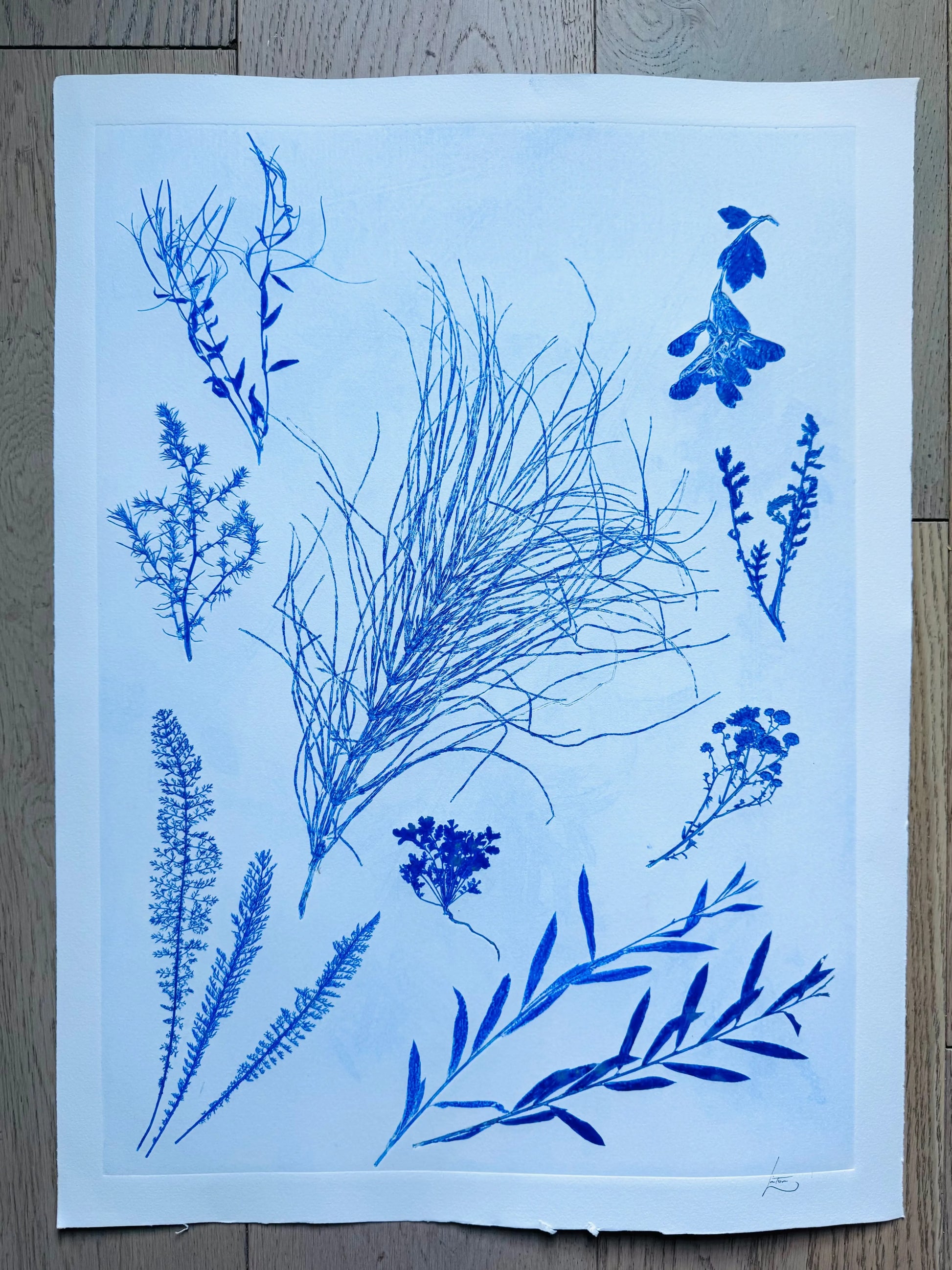 Specimen Group: Herbaceous Flora of Mountain Meadows, 18x24 inch Original Monoprint lintonart