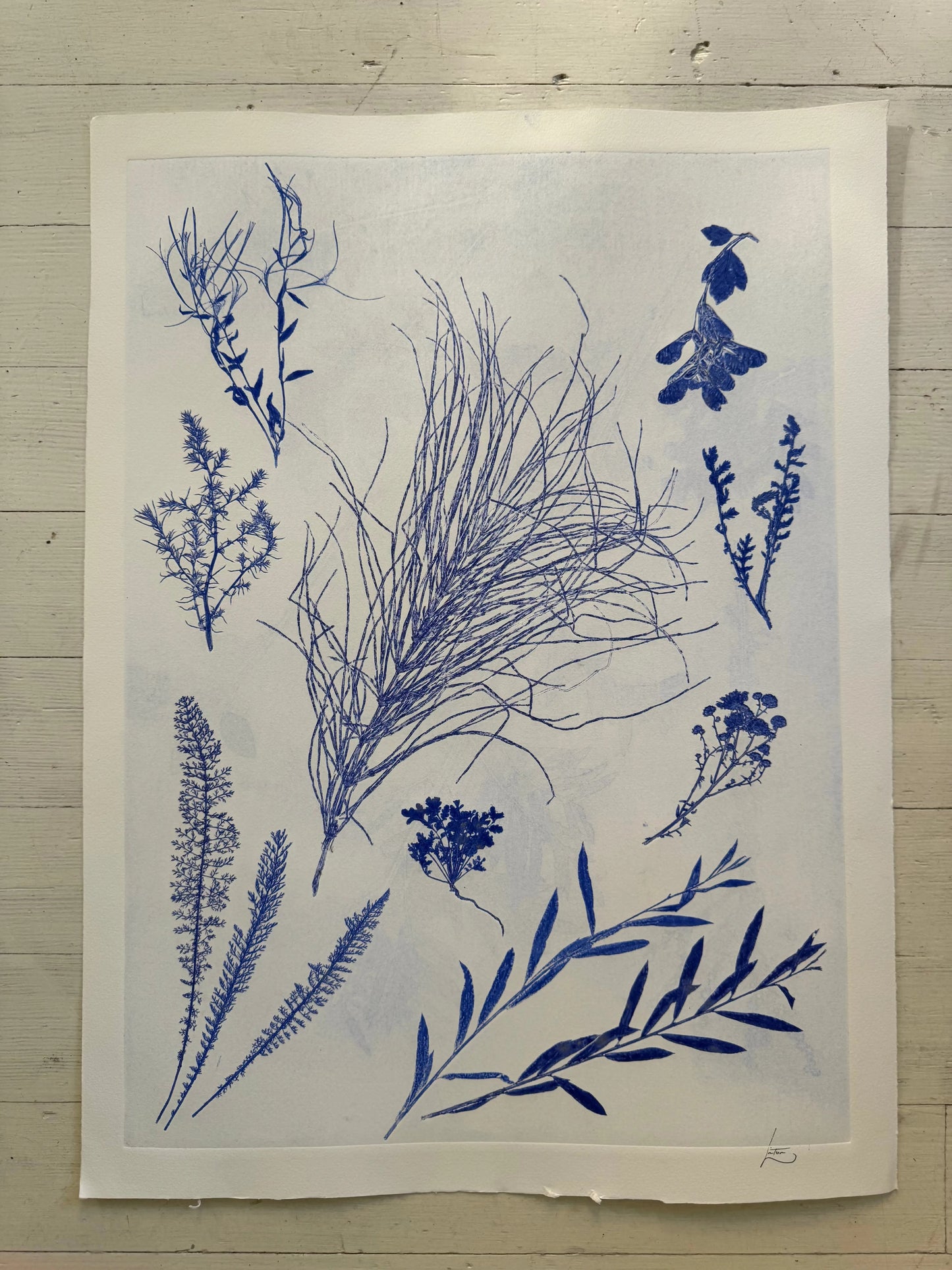 Specimen Group: Herbaceous Flora of Mountain Meadows, 18x24 inch Original Monoprint lintonart