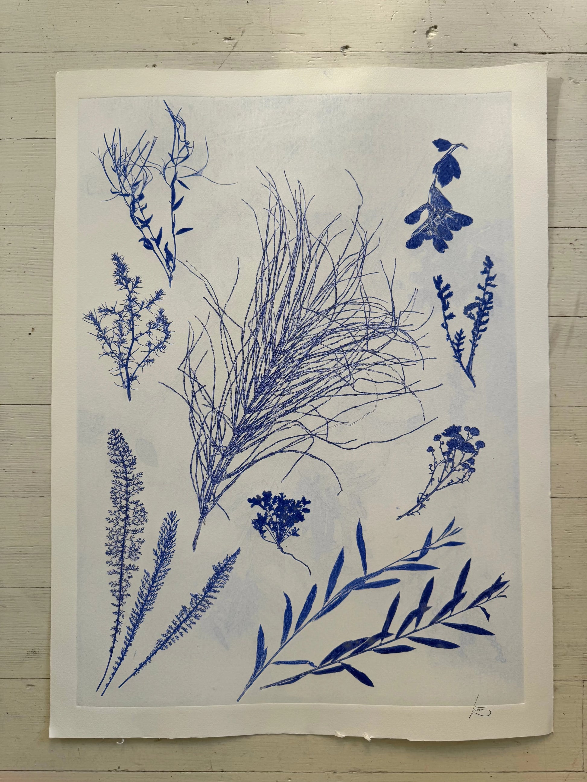 Specimen Group: Herbaceous Flora of Mountain Meadows, 18x24 inch Original Monoprint lintonart