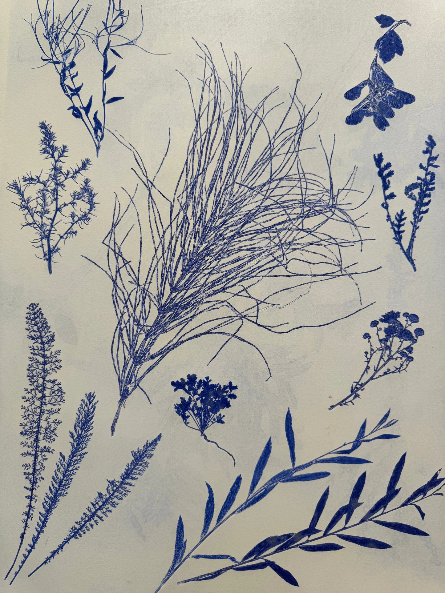 Specimen Group: Herbaceous Flora of Mountain Meadows, 18x24 inch Original Monoprint lintonart