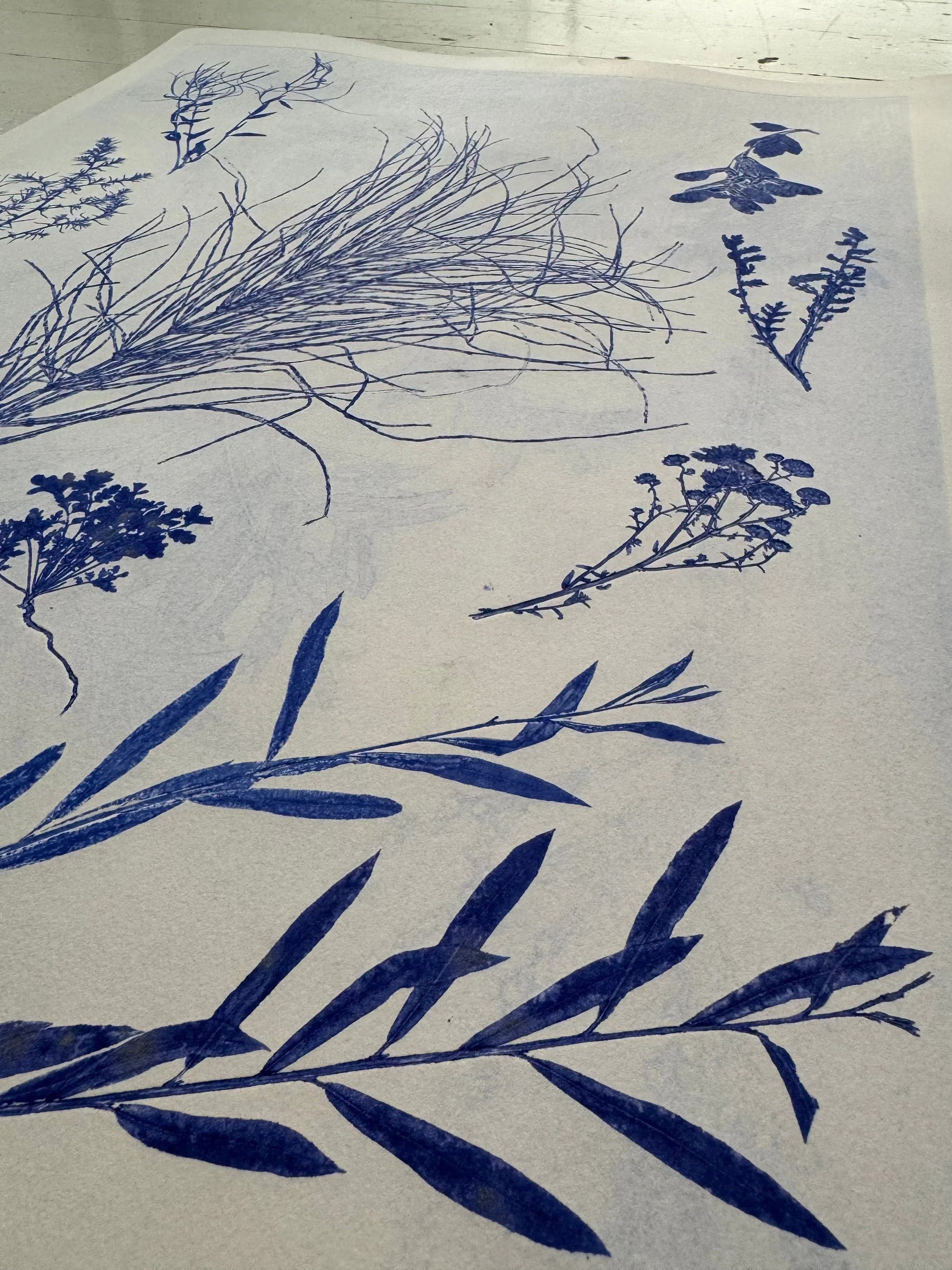 Specimen Group: Herbaceous Flora of Mountain Meadows, 18x24 inch Original Monoprint lintonart