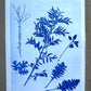 Specimen Record: Arrangement of Perennial Growth, 18x24 inch Original Monoprint (Copy) lintonart