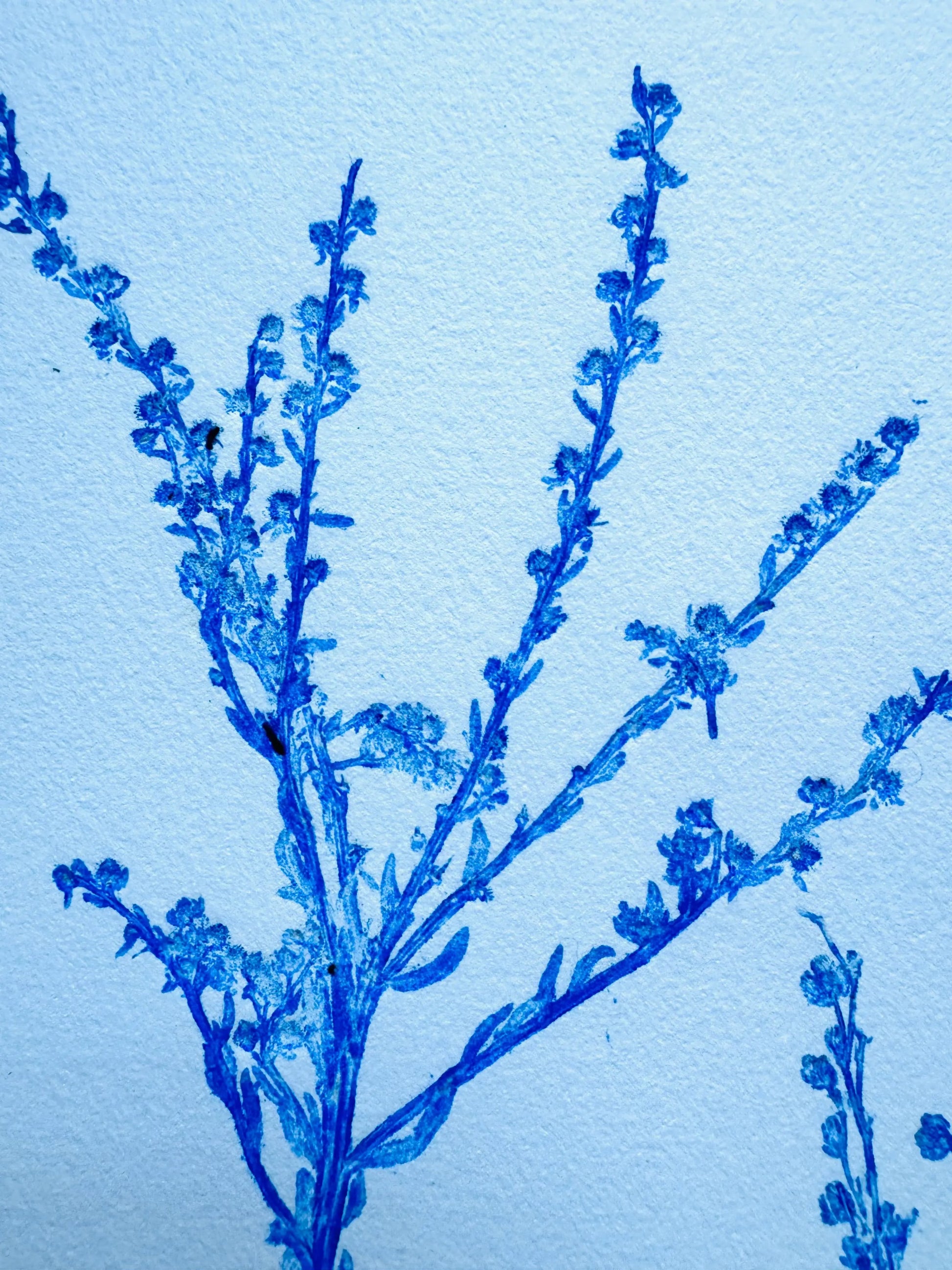 Specimen Record: Arrangement of Perennial Growth, 18x24 inch Original Monoprint (Copy) lintonart