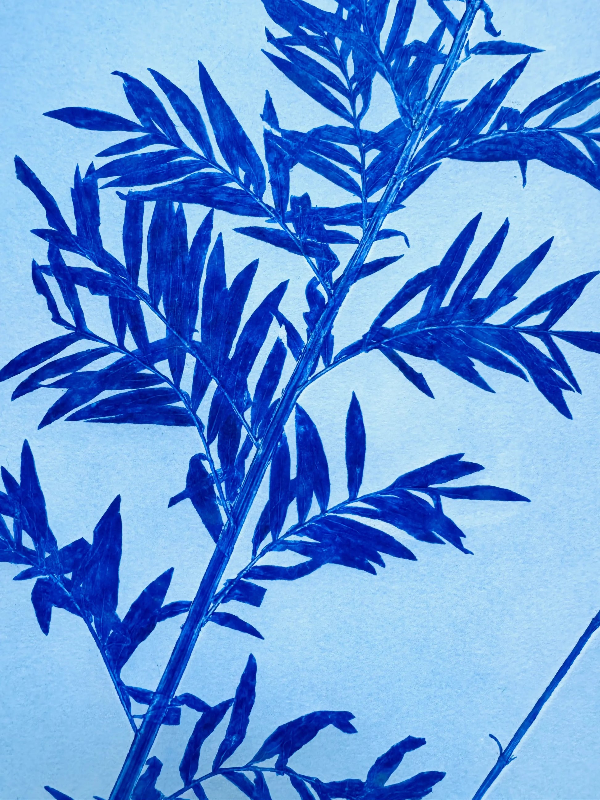 Specimen Record: Arrangement of Perennial Growth, 18x24 inch Original Monoprint (Copy) lintonart