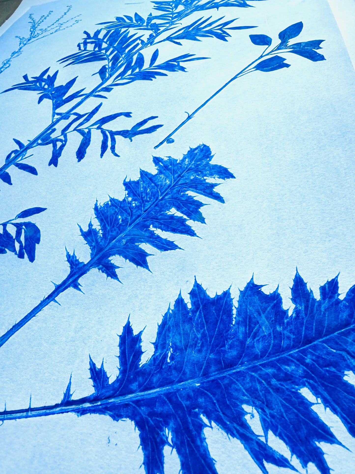 Specimen Record: Arrangement of Perennial Growth, 18x24 inch Original Monoprint (Copy) lintonart