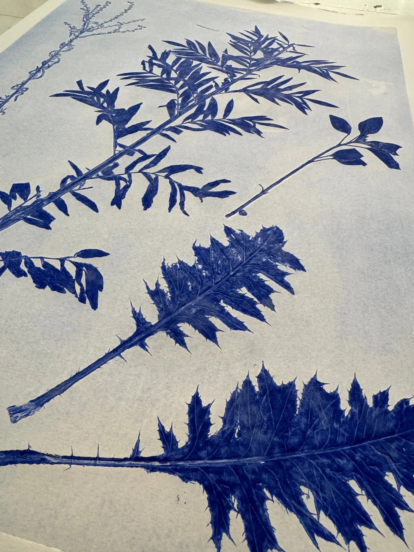 Specimen Record: Arrangement of Perennial Growth, 18x24 inch Original Monoprint (Copy) lintonart