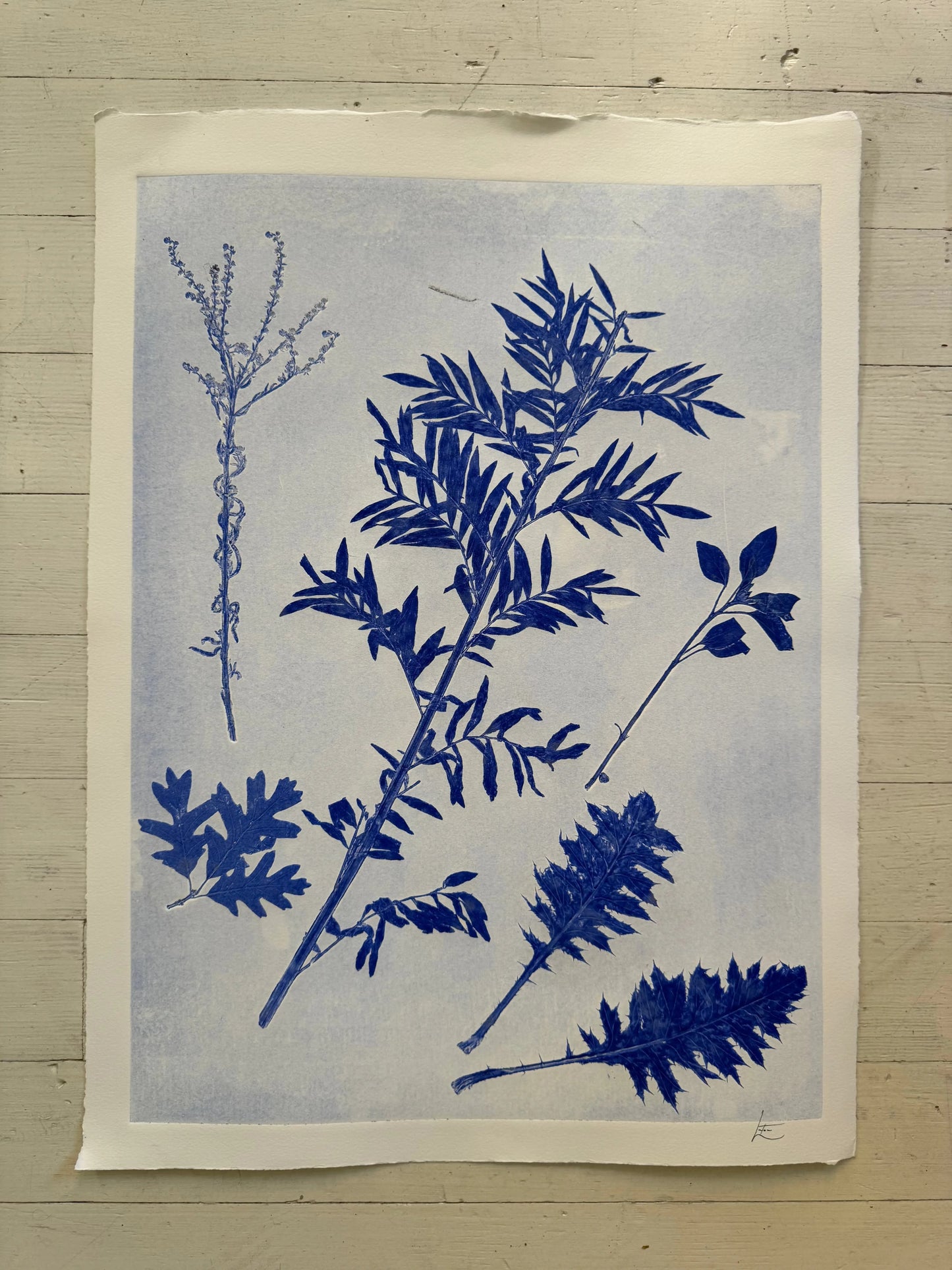 Specimen Record: Arrangement of Perennial Growth, 18x24 inch Original Monoprint (Copy) lintonart