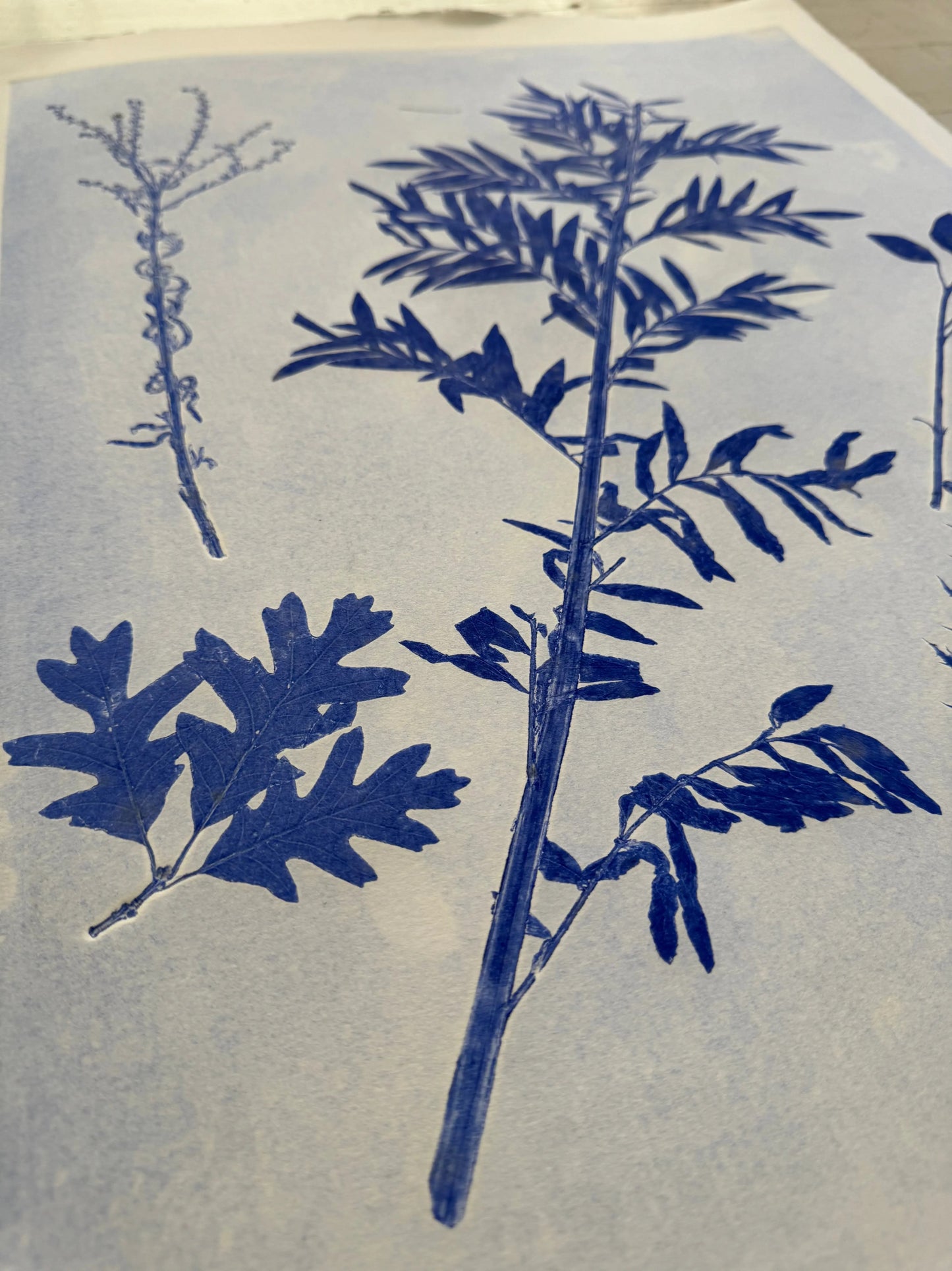 Specimen Record: Arrangement of Perennial Growth, 18x24 inch Original Monoprint (Copy) lintonart