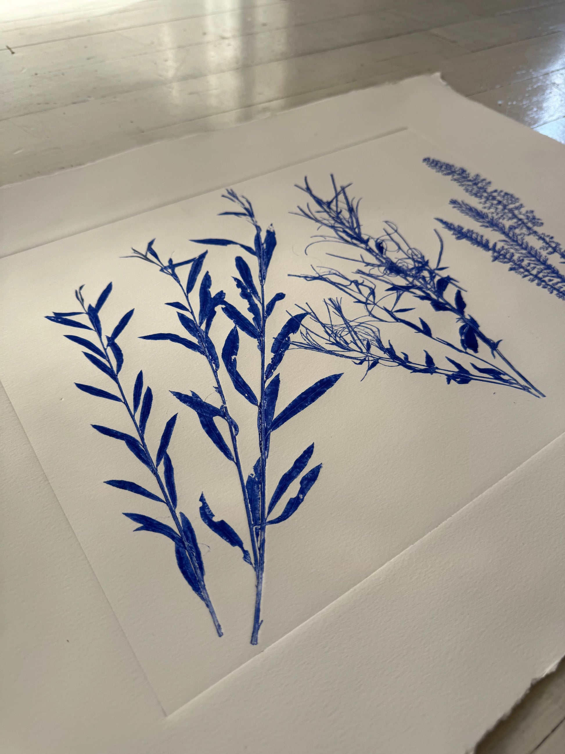 Triplicate Study of Native Flora, Original 18x24 inch Monoprint lintonart