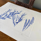Triplicate Study of Native Flora, Original 18x24 inch Monoprint lintonart