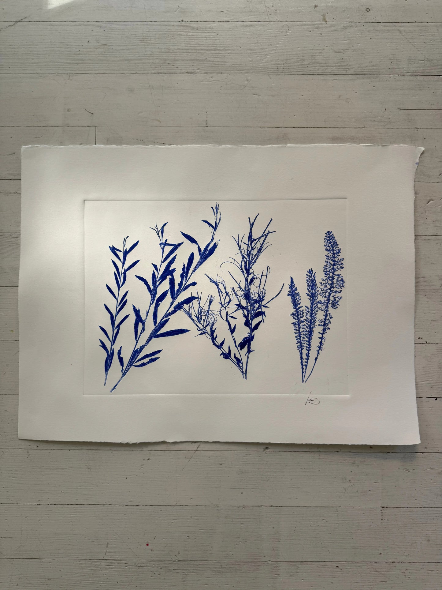 Triplicate Study of Native Flora, Original 18x24 inch Monoprint lintonart