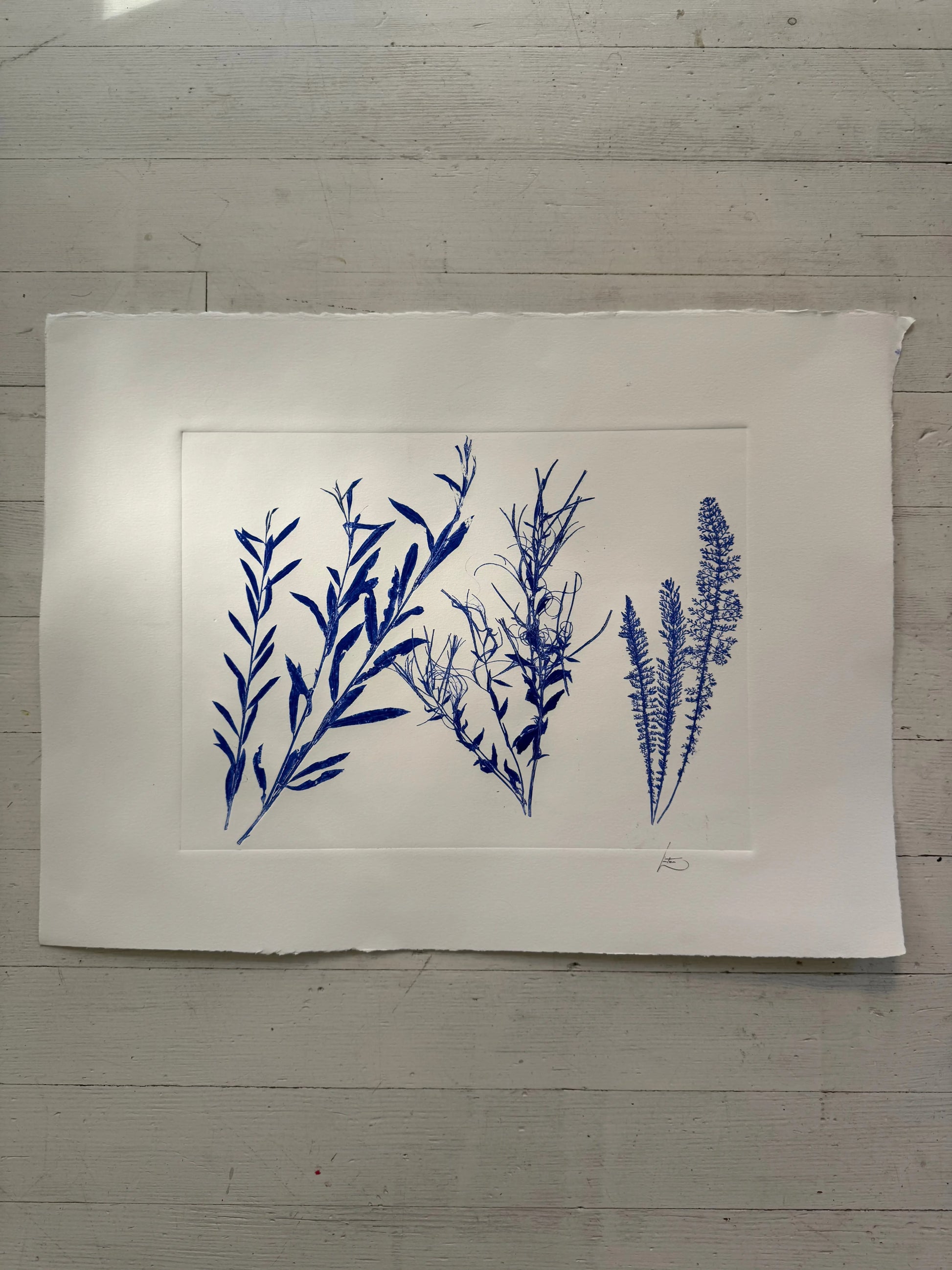 Triplicate Study of Native Flora, Original 18x24 inch Monoprint lintonart