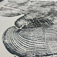 Bear Lake, Utah Pine - 24x36 inch print