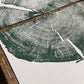 Uinta Pine Tree Ring Prints in green, Set of 2, Cropped, Limited Edition 12x16 inches. Hand pressed and signed.