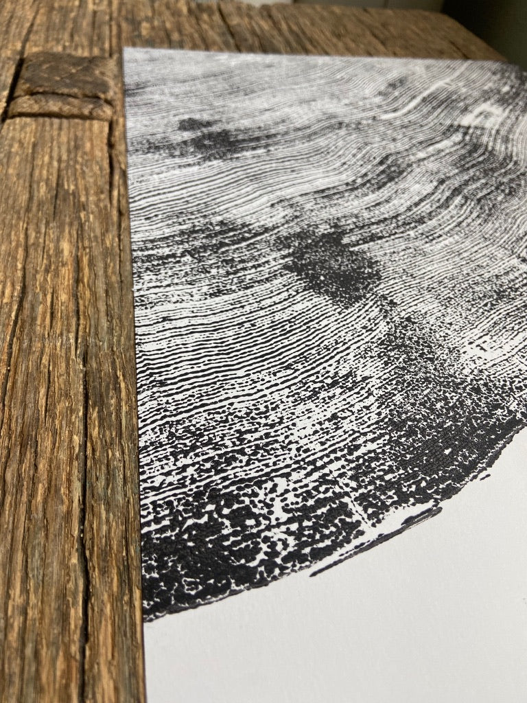 Spruce Tree Rings Detail, Cropped, Limited Edition 11x17 inches. Hand pressed and signed.