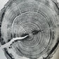 White Pine Tree Ring Impression – Taylor County, WI – 18x24 Signed Artwork lintonart