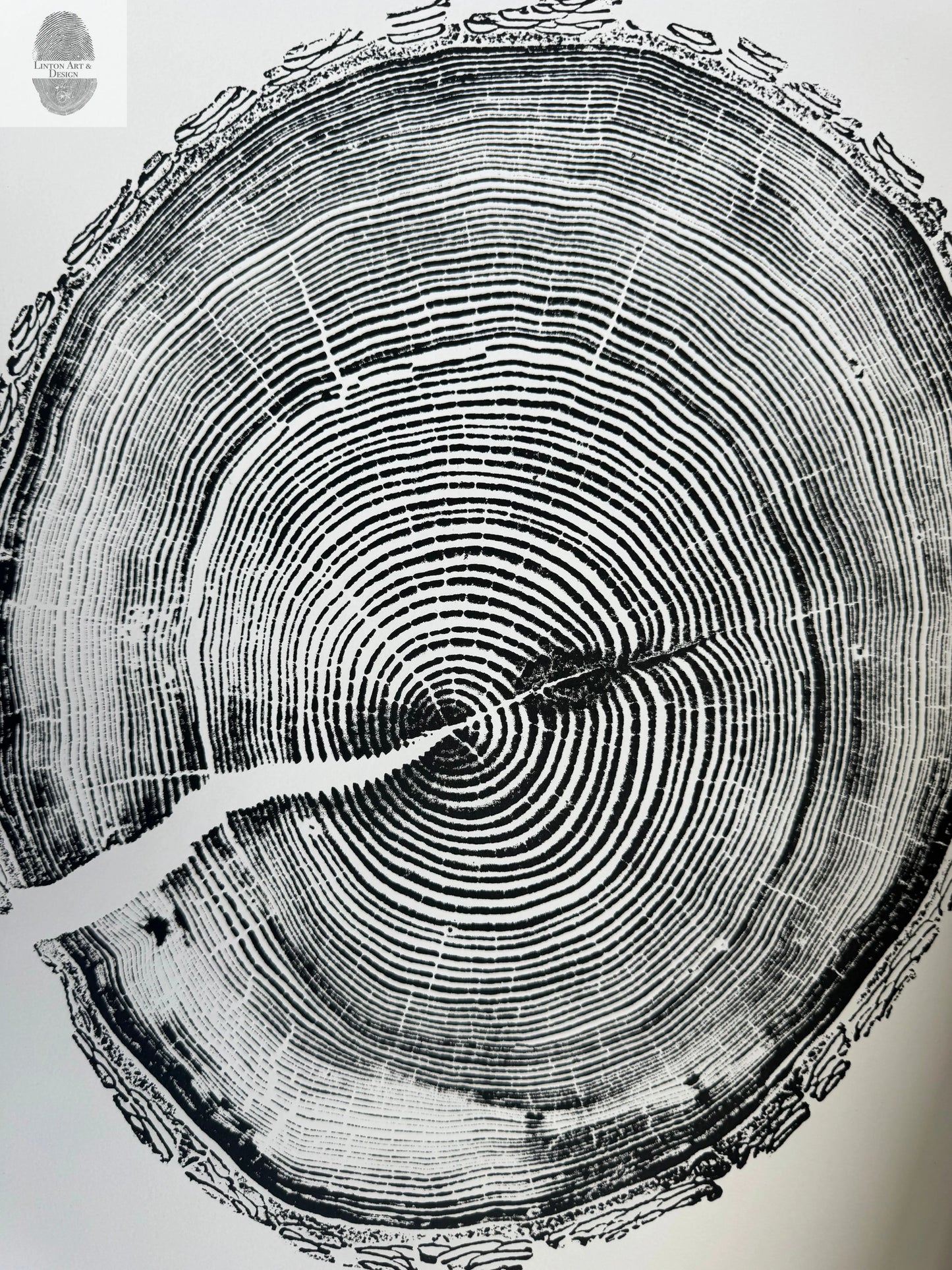 White Pine Tree Ring Impression – Taylor County, WI – 18x24 Signed Artwork lintonart