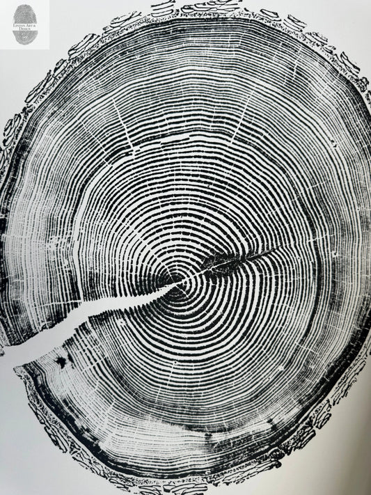 White Pine Tree Ring Impression – Taylor County, WI – 18x24 Signed Artwork lintonart