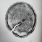 White Pine Tree Ring Impression – Taylor County, WI – 18x24 Signed Artwork lintonart